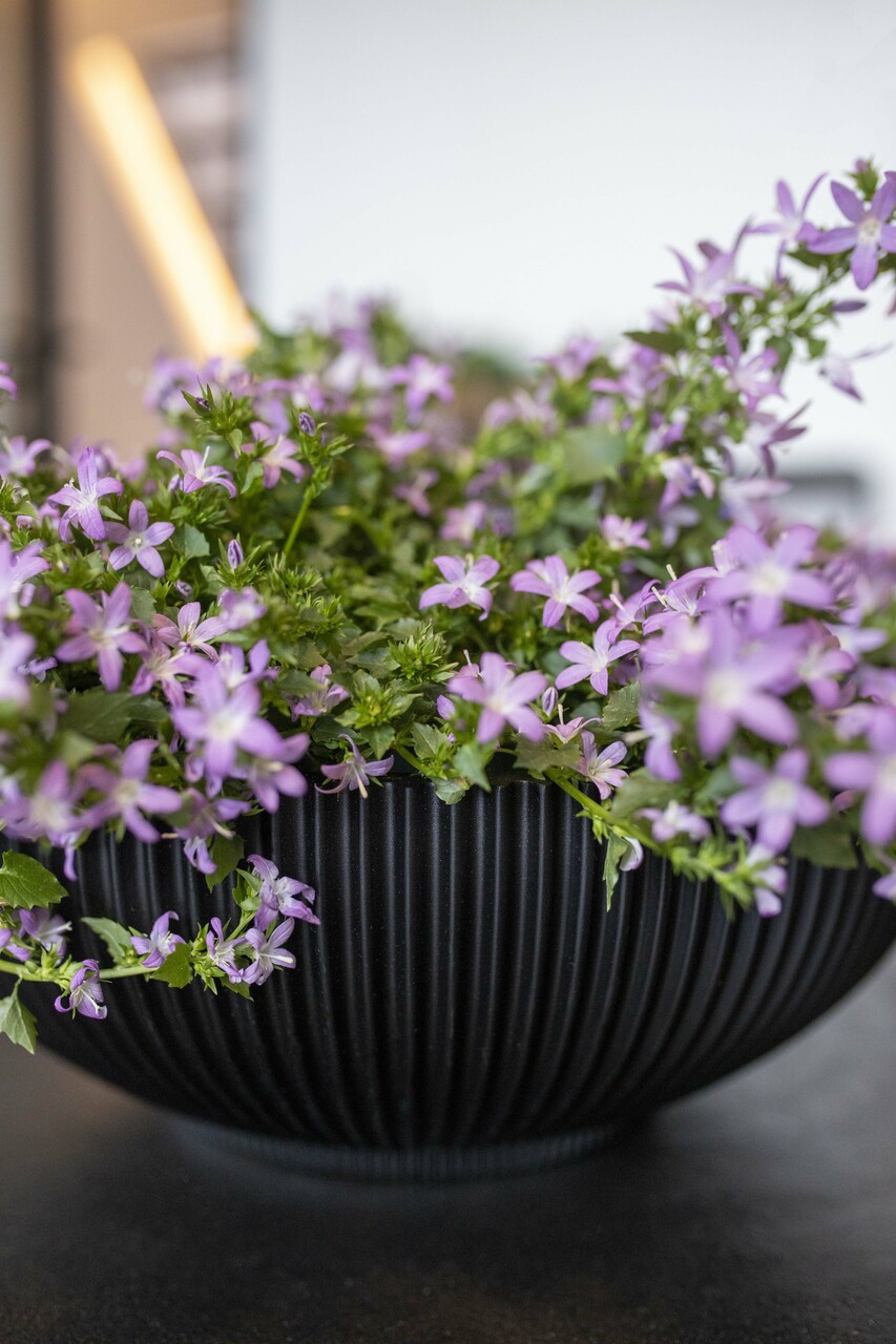 Bowl Groove Black Bowl Groove Black