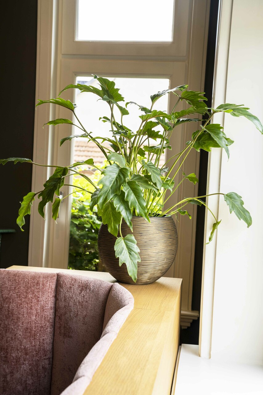 Vase Ball Rib Black Gold Vase Ball Rib Black Gold