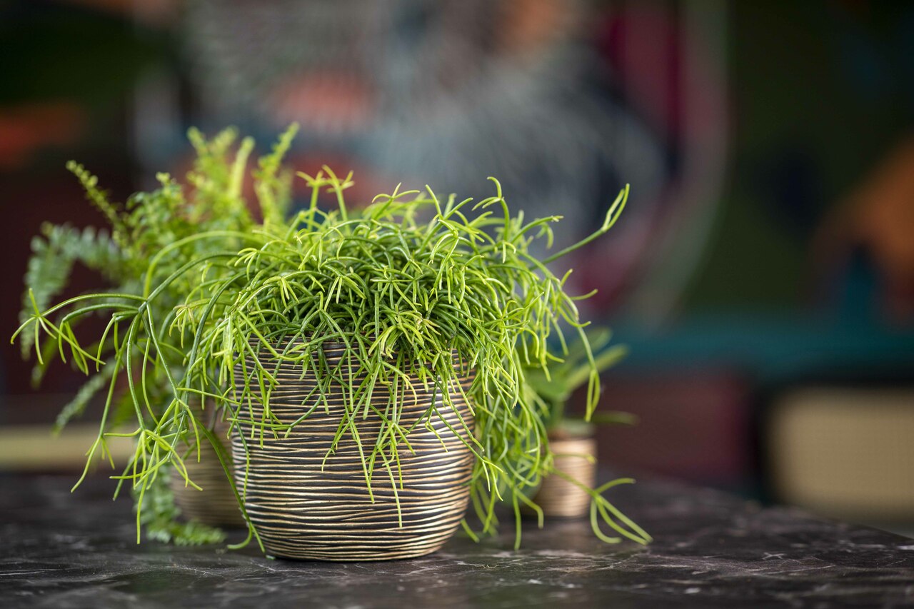 Planter Ball Rib Gold Black Planter Ball Rib Gold Black