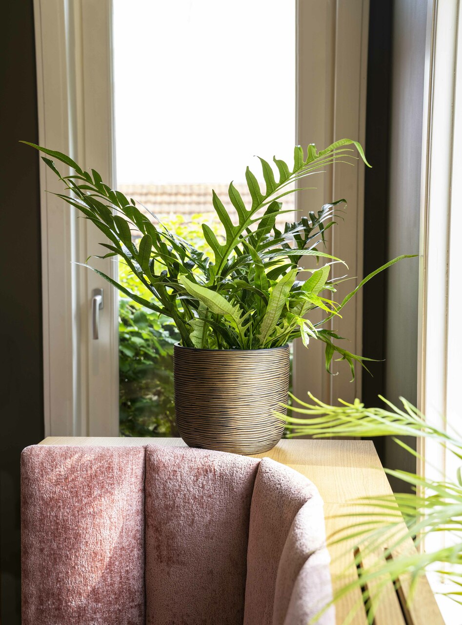 Planter Ball Rib Gold Black