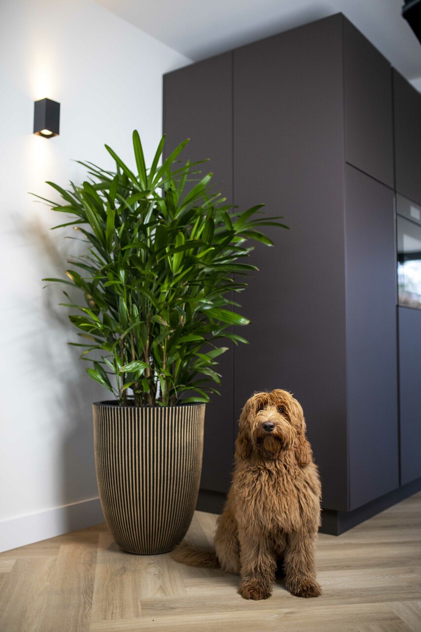 Vase Elegant Low Groove NL Black Gold