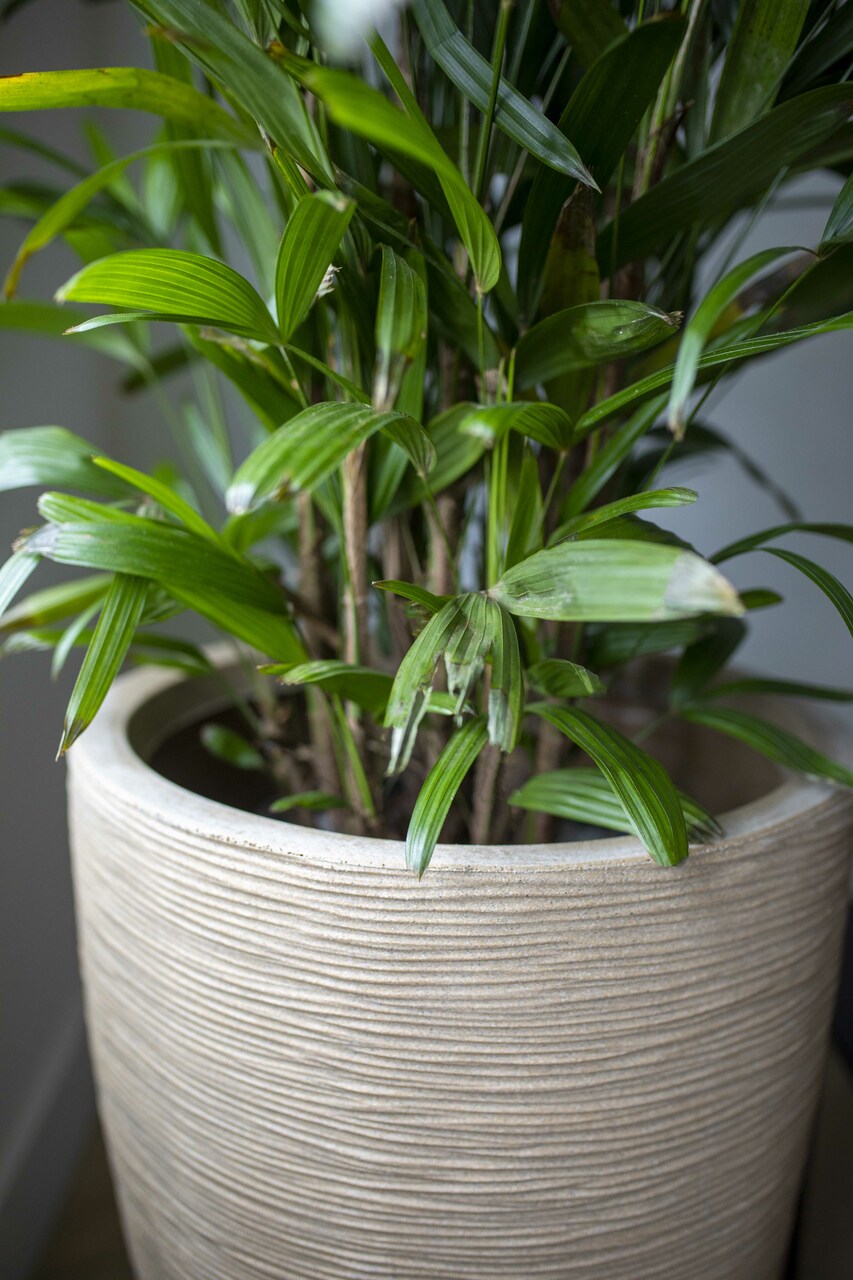 Vase Elegant Low Cork Rib NL Terrazzo Beige Vase Elegant Low Cork Rib NL Terrazzo Beige